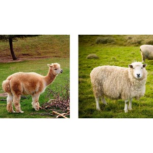 Diferencias entre la lana de alpaca y la lana de oveja: ¿cuál es mejor?
